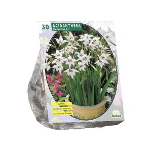 Baltus Acidanthera Bicolor bloembollen per 30 stuks